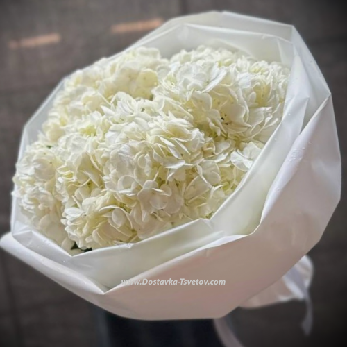 White hydrangea "Ice"